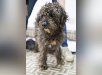SPARTACUS, wunderbarer Wuschel, Rüde, 9 Monate, 46 cm, Mischling, Tierschutz Rumänien