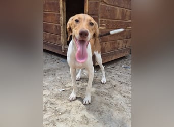 KATRA, Schmusebacke, 1 Jahr, 45 cm, Mischling, Tierschutz, Pflegestelle 57635