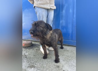 Szálka, zauberhafter junger Rüde