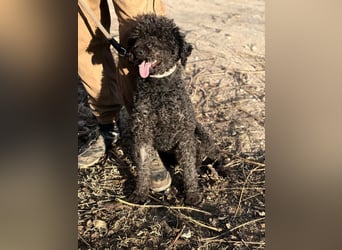 Felda - Sucht ihr Zuhause für immer!