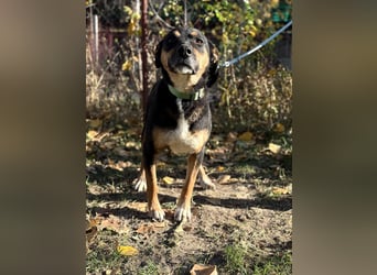 Hugi sucht einen Wegbegleiter