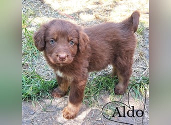 Aldo sucht sein Für-immer-Zuhause