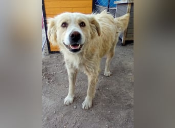 FINCHEN, Herz aus Gold, 5 Jahre, 45 cm, Mischlingshündin, Tierschutz Rumänien