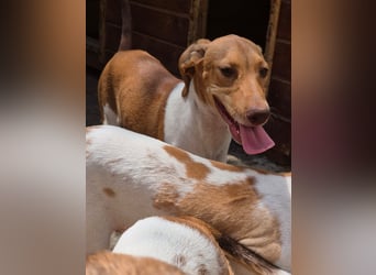 KATRA, Schmusebacke, 1 Jahr, 45 cm, Mischling, Tierschutz, Pflegestelle 57635