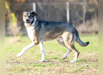 Rüde Larry ist ein prima Kerl. Er lebt in Rumänien bei der Ärztin die ihn gerettet hat