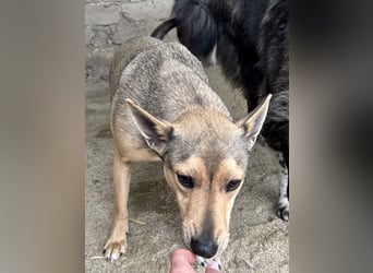 ⭐️ORFI⭐️, reizender Hundejunge, 2 Jahre, 42 cm, Mischling, Tierschutz Rumänien