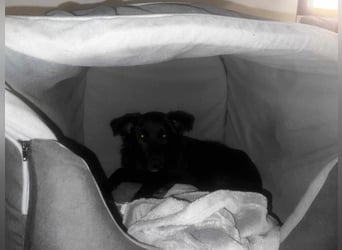 Smilla - auf Pflegestelle in 50969 Köln ( G,C )