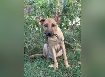 Vitold sucht sein Körbchen