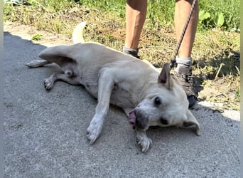 Pepe sucht großes Glück