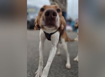 KATRA, Schmusebacke, 1 Jahr, 45 cm, Mischling, Tierschutz, Pflegestelle 57635