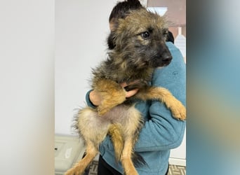 ⭐️Hearty⭐️, Herzensbrecherin, Hündin, 11 Monate, 38 cm, Mischling, Tierschutz