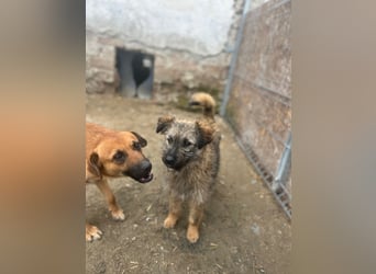 HEARTY, zuckersüßes Spielkind, 1 Jahr, 41 cm, Mischlingsmädchen, Tierschutz Rumänien