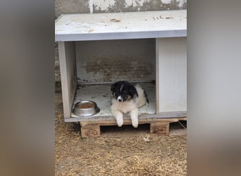 SARINA, Schmuse-Welpin, 3 Monate, 28 cm, Mischlingsmädchen, Tierschutz Rumänien