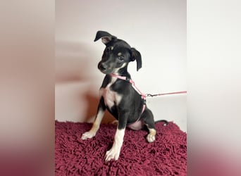 Cora sucht ihr kleines Glück