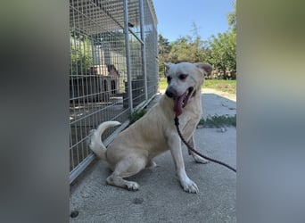 Pepe sucht großes Glück