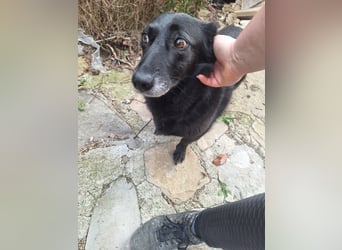 ⭐️TITA⭐️, liebevolle Hunde-Lady, 10 Jahre, 42 cm, Mischling, Tierschutz Rumänien