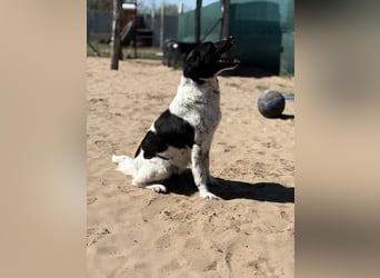 Gaston: Kleiner Reisender sucht Ziel