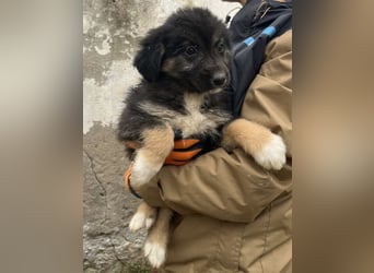 STELUTA, süßes Leckermäulchen, 3 Monate, 27 cm, Mischlingsmädchen, Tierschutz Rumänien