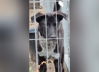 ⭐️SMOKY⭐️, sportlicher Rüde, 1 Jahr, 46 cm, Mischling, Tierschutz