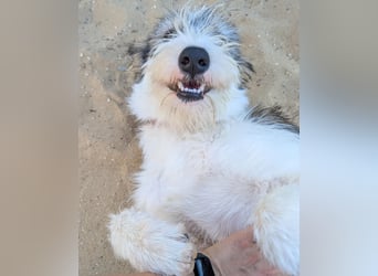 Liebenswerte Elva wartet in Portugal auf unserem Tierschutzhof!