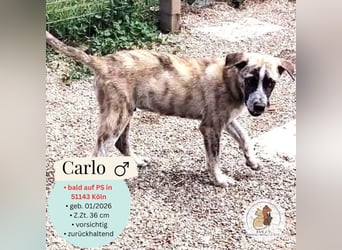 Carlo - bald auf Pflegestelle in 51143 Köln