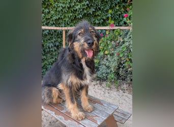 Menschenbezogener Benno wartet in Portugal auf seine Menschen!