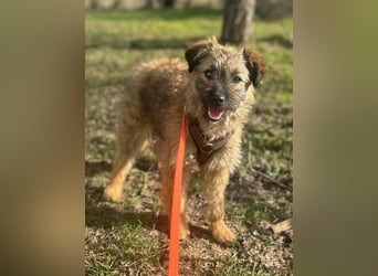 HEARTY, zuckersüßes Spielkind, 1 Jahr, 41 cm, Mischlingsmädchen, Tierschutz Rumänien