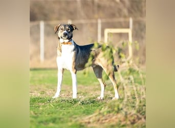Rüde Larry ist ein prima Kerl. Er lebt in Rumänien bei der Ärztin die ihn gerettet hat