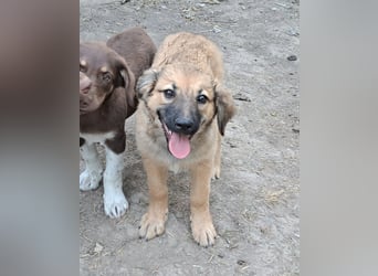 Die süße Arya sucht ihr Glück