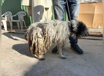 Vileda - dringend Gnadenplatz gesucht!!