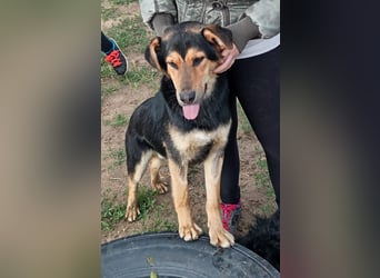 Kerubin, toller Hundemann