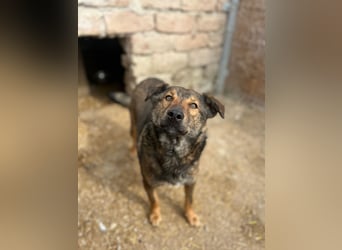 XORO, charmanter Goldschatz, 1,5 Jahre, 50 cm, Mischling, Tierschutz, Pflegestelle Hennef