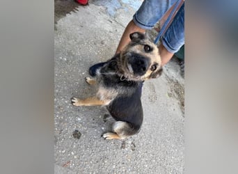 Gibst du Norka eine Chance?