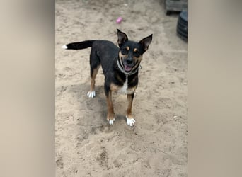 Hugi sucht einen Wegbegleiter