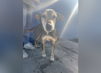 Akela sucht einen Gnadenplatz