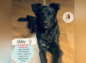 ABBY - auf Pflegestelle in 50859 Köln ( G,C )