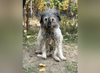 Vileda - dringend Gnadenplatz gesucht!!