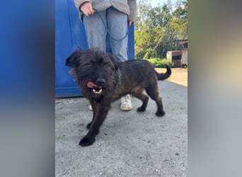 Szálka, zauberhafter junger Rüde