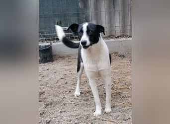 ⭐️PANDA⭐️, Rüde, 4 Jahre, 45 cm, Mischling, Tierschutz Rumänien