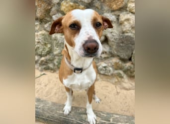 Aufgeschlossener Otis wartet in Portugal auf unserem Tierschutzhof!