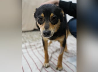 ⭐️NUTELLA⭐️ kuschelige Hündin, 2 Jahre, ca. 45 cm, Mischling, Tierschutz Rumänien