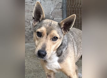 ⭐️ORFI⭐️, reizender Hundejunge, 2 Jahre, 42 cm, Mischling, Tierschutz Rumänien
