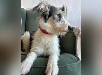 Liebenswerte Elva wartet in Portugal auf unserem Tierschutzhof!