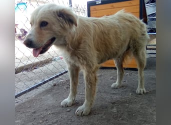 FINCHEN, Herz aus Gold, 5 Jahre, 45 cm, Mischlingshündin, Tierschutz Rumänien