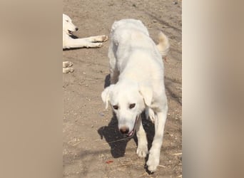 LOLA 2 vermisst ihre Schwester so sehr und möchte Rumänien ganz schnell verlassen