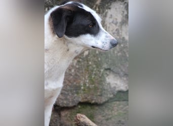 ⭐️SNOW⭐️, Herzensbrecher, Rüde, 1 Jahr, 46cm, Mischling, Tierschutz