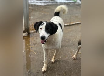 ⭐️SNOOPY⭐️, Spaßvogel und Spielkamerad, Rüde, 1 Jahr, 46cm, Mischling, Tierschutz