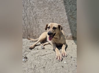 ⭐️MELINA⭐️absolute Frohnatur, Hündin, 3 Jahre, 48 cm, Mischling, Tierschutz