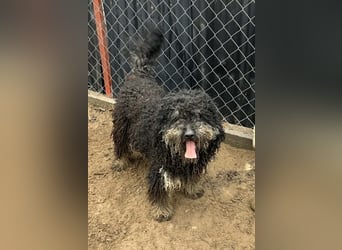 Samu möchte dir sein Herz schenken