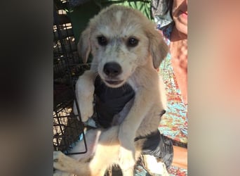 ⭐️AILY⭐️, Hündin, 5 Monate, im Wachstum, Mischling, Tierschutz